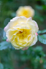 yellow rose in the garden