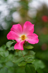 pink rose flower