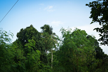 Majestic Landscapes of Sri Lanka. Breathtaking Beauty Capturing the Serene Essence of Nature in Stunning Landscapes. A Journey Through Picturesque Nature Landscapes. The beauty of Nature’s Landscape