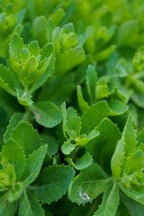 fresh green leaves