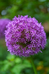 close up of a flower