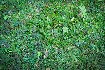 Lush Green Tropical Foliage with Variegated Leaves in Natural Light, Close-Up Botanical Scene Featuring Dense Leaf Growth and Natures Contrast in Texture and Color. Leaves in a Natural Outdoor Setting