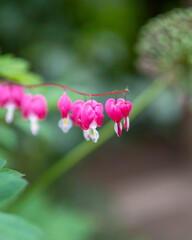 bee on pink flower