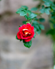 single red rose