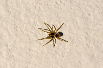 Spider on a wall