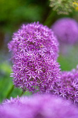 close up of lavender