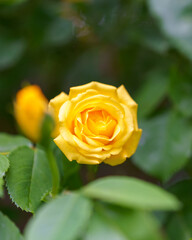 single yellow rose