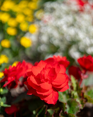 red roses in garden