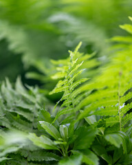 close up of green fern