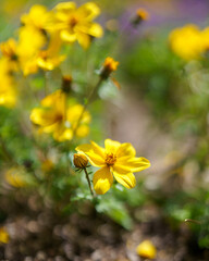 bee on yellow flower