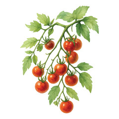 Red Cherry Tomatoes with Leaves Isolated  on a Transparent PNG background - Watercolour Art