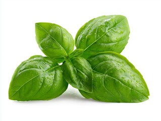 Fototapeta premium Fresh basil leaves with vibrant green color showcase natural beauty and culinary potential, perfect for enhancing dishes and garnishes in any kitchen setup, isolated for clean presentation