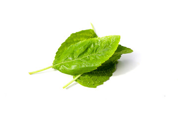 Holy basil leaves on white background.