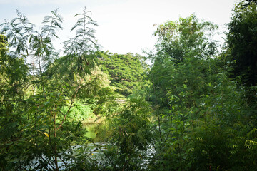 Majestic Landscapes of Sri Lanka. Breathtaking Beauty Capturing the Serene Essence of Nature in Stunning Landscapes. A Journey Through Picturesque Nature Landscapes. The beauty of Nature’s Landscape