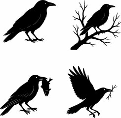black and white sillhouette of a crow isolated white background