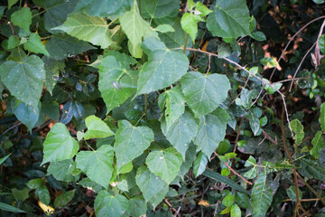 Lush Green Tropical Foliage with Variegated Leaves in Natural Light, Close-Up Botanical Scene Featuring Dense Leaf Growth and Natures Contrast in Texture and Color. Leaves in a Natural Outdoor Setting