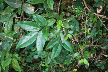 Lush Green Tropical Foliage with Variegated Leaves in Natural Light, Close-Up Botanical Scene Featuring Dense Leaf Growth and Natures Contrast in Texture and Color. Leaves in a Natural Outdoor Setting
