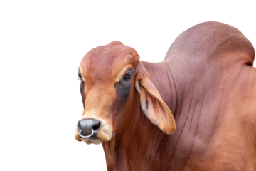 Cow,Side view of front Red cow, Beef cattle breeder, american brahman red on the ground, Brahman Cow isolated transparent background, PNG File