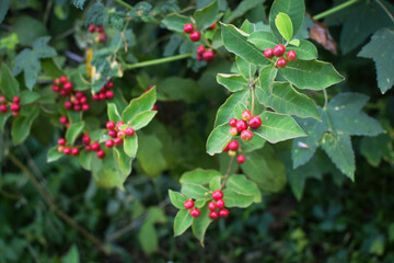 Obraz premium Wild Green Foliage with Clusters of Bright Red Berries. Vibrant Natural Scene Depicting Seasonal Growth and Untouched Forest Flora. Close-Up of Red Berries Growing on Lush Green Leaves. Natural Plant
