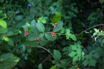 Wild Green Foliage with Clusters of Bright Red Berries. Vibrant Natural Scene Depicting Seasonal Growth and Untouched Forest Flora. Close-Up of Red Berries Growing on Lush Green Leaves. Natural Plant