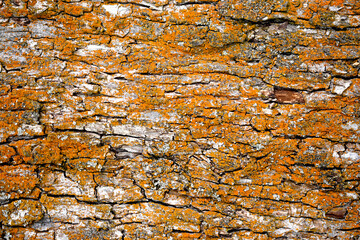 Tree bark with yellow fungus growing on it, lichen