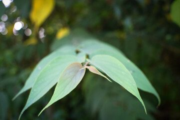 Lush Green Tropical Foliage with Variegated Leaves in Natural Light, Close-Up Botanical Scene Featuring Dense Leaf Growth and Natures Contrast in Texture and Color. Leaves in a Natural Outdoor Setting
