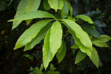 Lush Green Tropical Foliage with Variegated Leaves in Natural Light, Close-Up Botanical Scene Featuring Dense Leaf Growth and Natures Contrast in Texture and Color. Leaves in a Natural Outdoor Setting