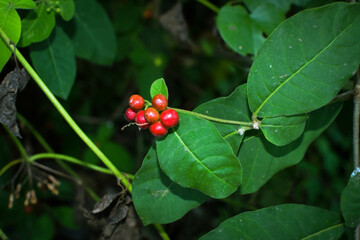 Wild Green Foliage with Clusters of Bright Red Berries. Vibrant Natural Scene Depicting Seasonal Growth and Untouched Forest Flora. Close-Up of Red Berries Growing on Lush Green Leaves. Natural Plant