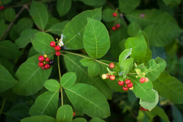 Wild Green Foliage with Clusters of Bright Red Berries. Vibrant Natural Scene Depicting Seasonal Growth and Untouched Forest Flora. Close-Up of Red Berries Growing on Lush Green Leaves. Natural Plant