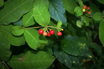 Wild Green Foliage with Clusters of Bright Red Berries. Vibrant Natural Scene Depicting Seasonal Growth and Untouched Forest Flora. Close-Up of Red Berries Growing on Lush Green Leaves. Natural Plant