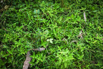 Lush Green Tropical Foliage with Variegated Leaves in Natural Light, Close-Up Botanical Scene Featuring Dense Leaf Growth and Natures Contrast in Texture and Color. Leaves in a Natural Outdoor Setting