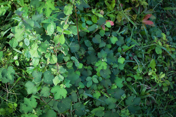 Lush Green Tropical Foliage with Variegated Leaves in Natural Light, Close-Up Botanical Scene Featuring Dense Leaf Growth and Natures Contrast in Texture and Color. Leaves in a Natural Outdoor Setting