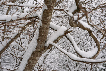 枝に積もる雪
