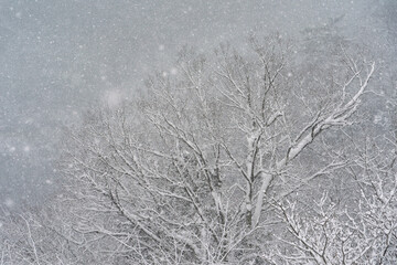 雪景色