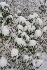 葉に積もる雪