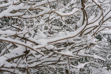 枝に積もる雪