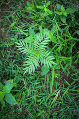 Lush Green Tropical Foliage with Variegated Leaves in Natural Light, Close-Up Botanical Scene Featuring Dense Leaf Growth and Natures Contrast in Texture and Color. Leaves in a Natural Outdoor Setting
