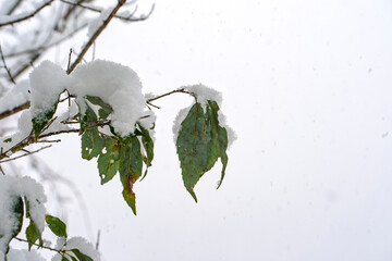 葉に積もる雪