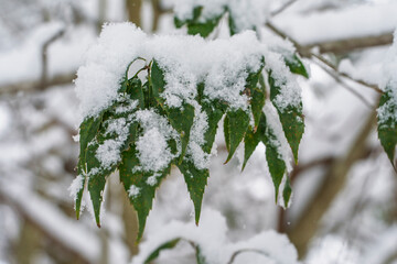 葉に積もる雪