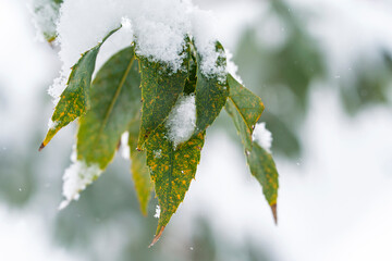 葉に積もる雪