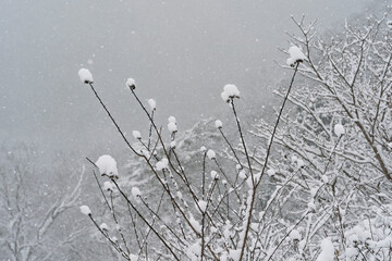 枝に積もる雪