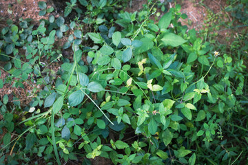 Lush Green Tropical Foliage with Variegated Leaves in Natural Light, Close-Up Botanical Scene Featuring Dense Leaf Growth and Natures Contrast in Texture and Color. Leaves in a Natural Outdoor Setting