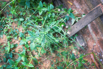 Lush Green Tropical Foliage with Variegated Leaves in Natural Light, Close-Up Botanical Scene Featuring Dense Leaf Growth and Natures Contrast in Texture and Color. Leaves in a Natural Outdoor Setting