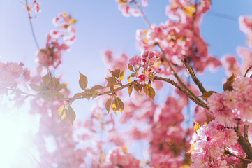 Japanese sakura blossom in Ukraine. pink tree, tree blossom in spring, wallpaper for the desktop, beauty of nature. Japanese cherry on a blue sky background.vintage photo with grain.