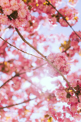Obraz premium Japanese sakura blossom in Ukraine. pink tree, tree blossom in spring, wallpaper for the desktop, beauty of nature. Japanese cherry on a blue sky background.vintage photo with grain.
