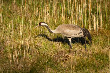 A crane walking through thick grass