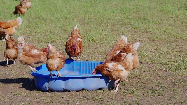 Free-range chicken drinking from watering place