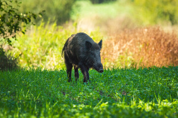 A wild boar walking through a green field, Zarzecze, eastern Poland