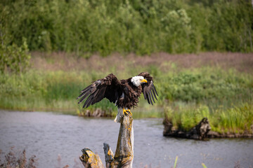 An adult Bald Eagle with wet feathers sunning to dry off in Alaska.