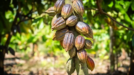 Dense Cluster of Cocoa Pods Hanging on Trunk in Sunlit Tropical Plantation - Powered by Adobe